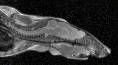 Preclinical MRI (mice)